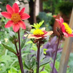 公園,庭園,季節の花,花のある暮らし,緑のある暮らしの画像