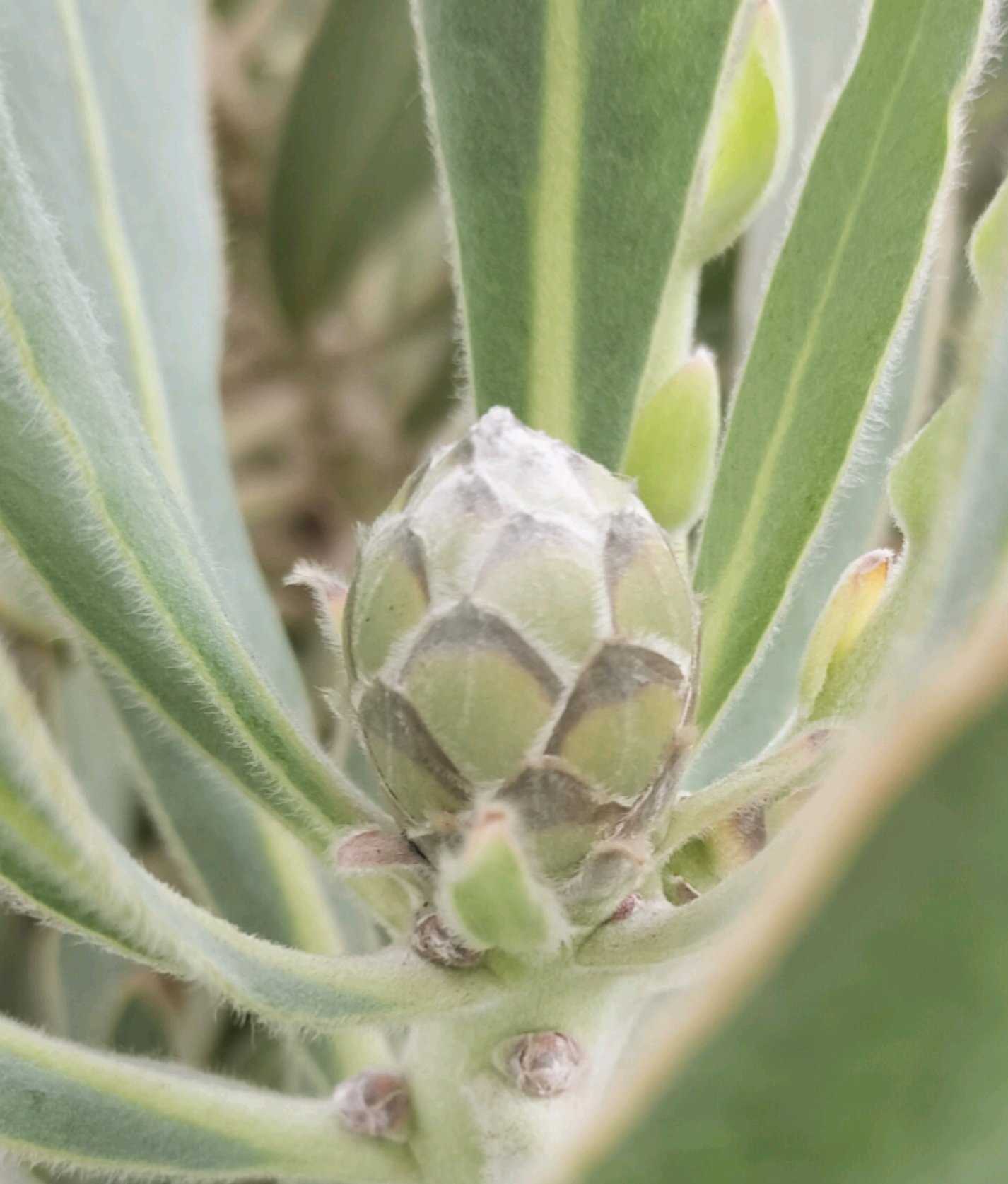 プロテア スサラの一覧｜🍀GreenSnap（グリーンスナップ）