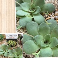 オルビキュラリス,多肉植物,観葉植物,クラッスラ属,多肉初心者の画像