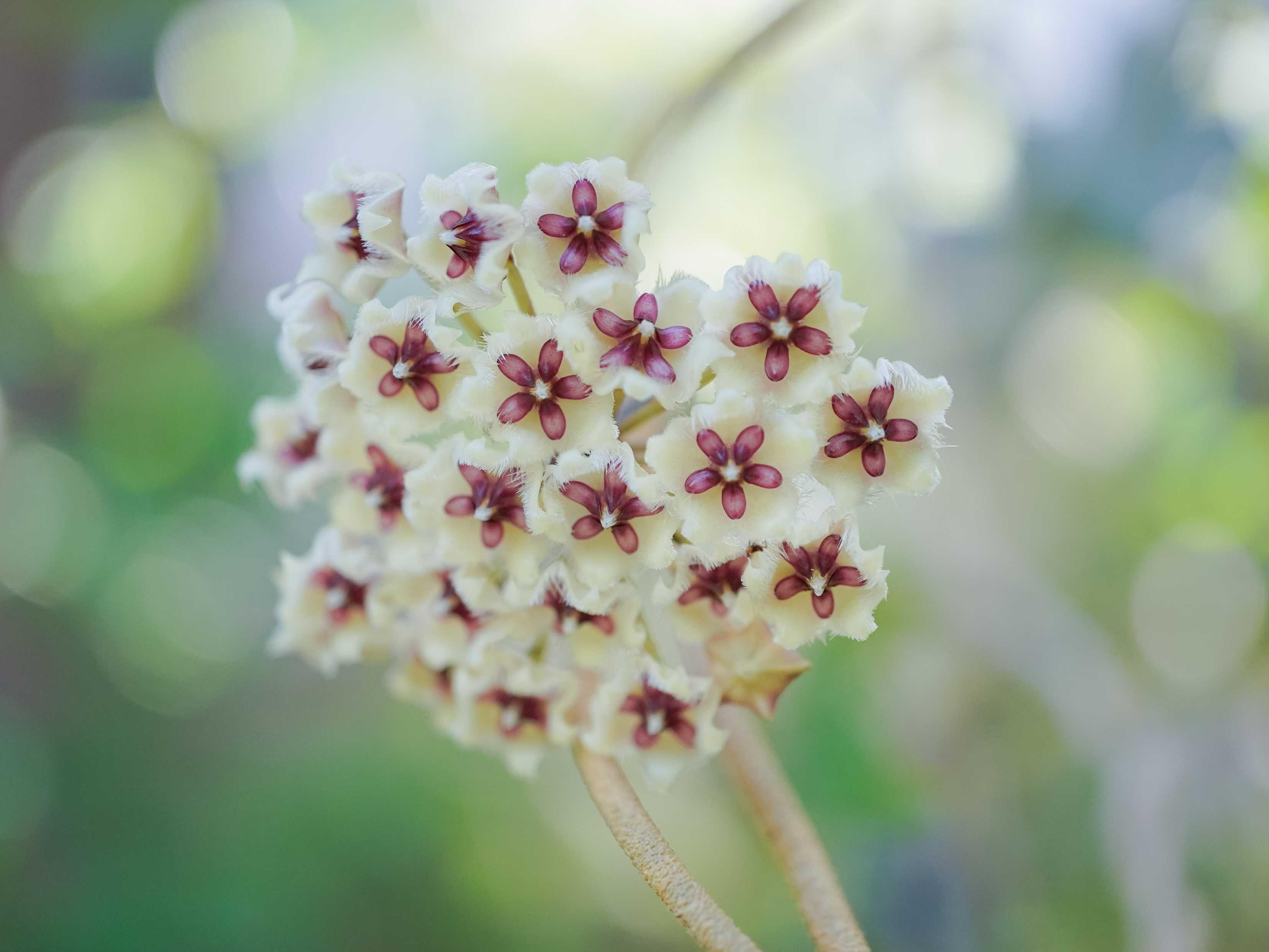花座つき　ホヤ　プワアエンシス　Hoya phuwuaensis サクララン② Hoya Phuwuaensisの香りについて - Genspark
