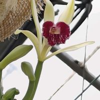 バニラ,花散歩,植中毒,花自慢,植物マニアの画像