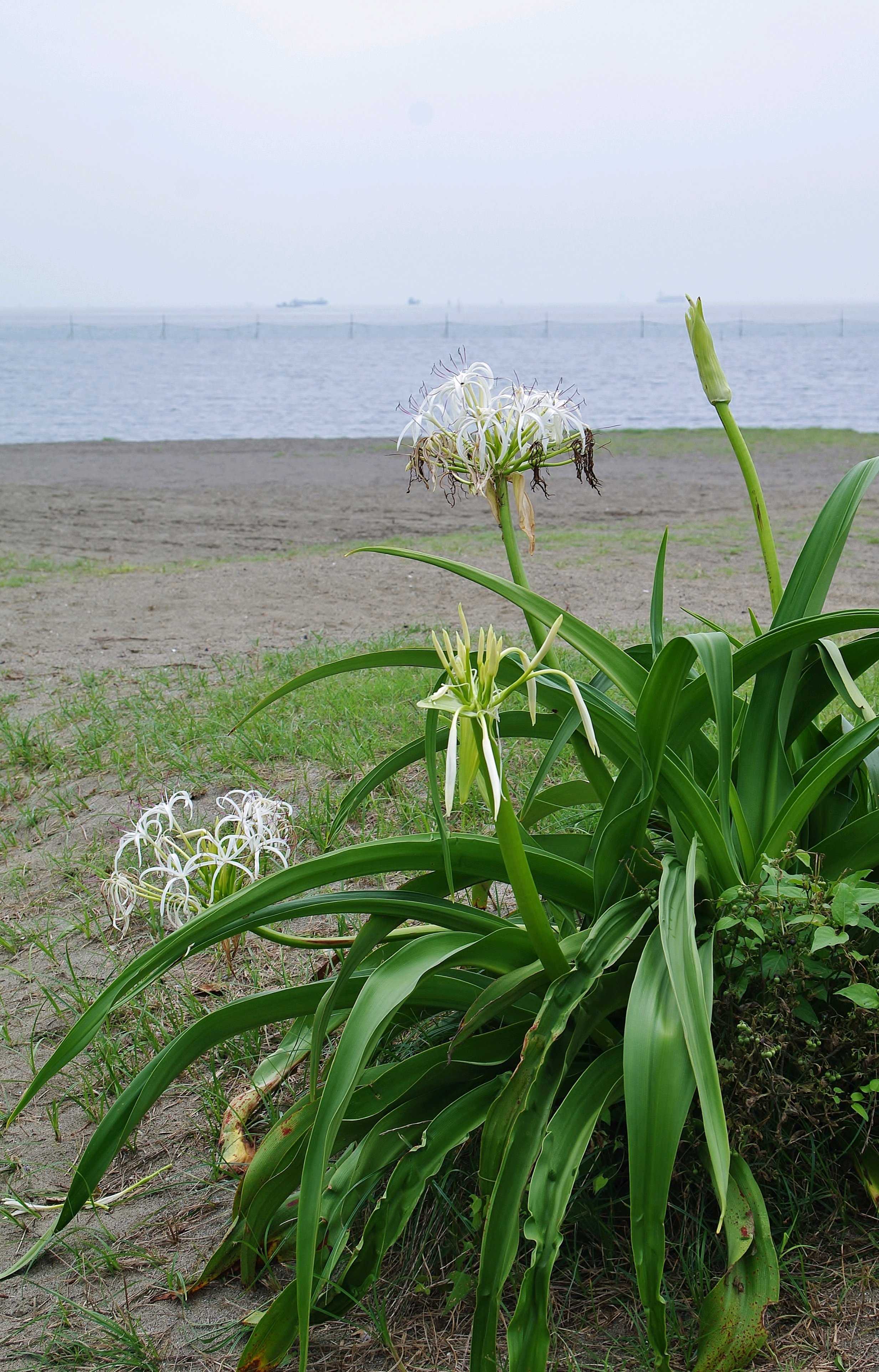 アフリカハマユウの投稿画像 by のんちゃんさん｜アフリカハマユウと