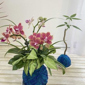 ミニ胡蝶蘭,苔玉,ギャザリング寄せ植え,観葉植物の寄せ植えの画像