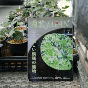 カンアオイ,観葉植物,鉢植え,ガーデニング,山野草の画像