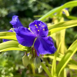 ムラサキツユクサ,山野草,花のある暮らし,日当たり良好,神代植物公園の画像