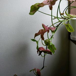 シンゴニウム,シンゴニウム ネオン,観葉植物,カラーリーフ,葉っぱの画像