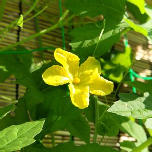 ゴーヤ,ポタジェ,緑のカーテン,季節の花,花のある暮らしの画像