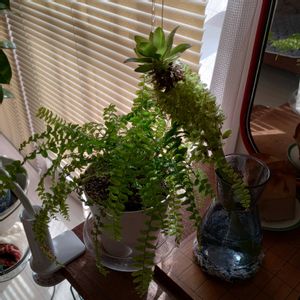 観葉植物,切り花,シダ植物,一輪挿し,可愛いの画像