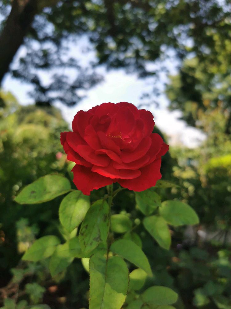 とりさんの港の見える丘公園への投稿