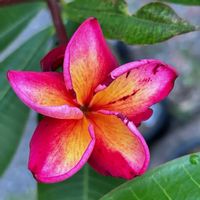 プルメリア,プルメリア,フランジパニ,Plumeria,Plumeriaの画像