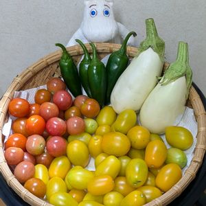 ミニトマト,ミニトマト（アイコ）,白ナス,今日の収穫野菜,ちびっこピーマンの画像