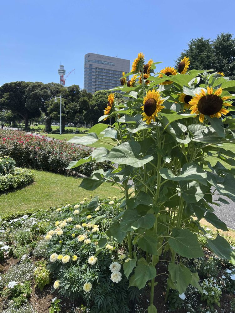 ばーなさんの山下公園への投稿