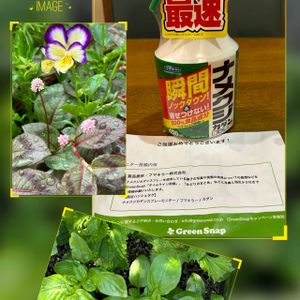 プランター野菜,フマキラー,カダン,お気に入りです♬,ナメクジカダンスプレーモニターの画像