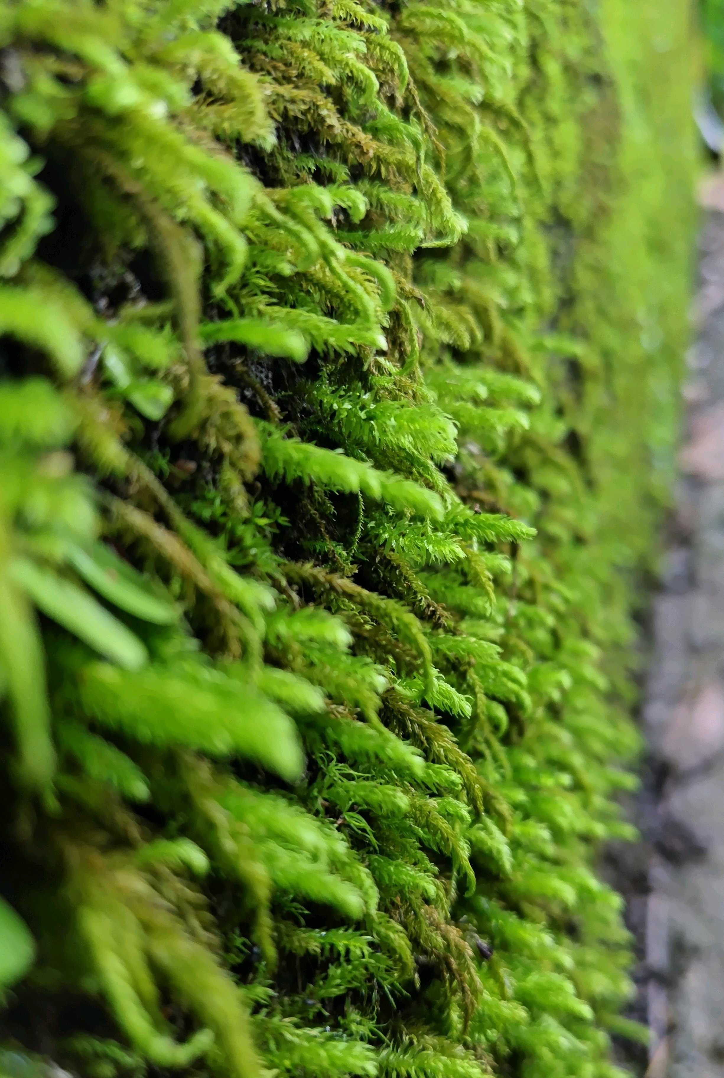 ホソウリゴケのリクエスト用ページ ホソウリゴケの一覧｜🍀GreenSnap（グリーンスナップ）