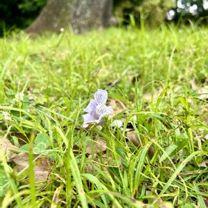 キリ,山野草,高木,花のある暮らし,日当たり良好の画像