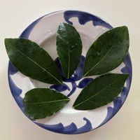 月桂樹,ローリエ,ネコ仙人,緑のある暮らし,葉っぱ好きの画像