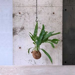 アグラオモルファ,観葉植物,苔玉,green,植物のある暮らしの画像