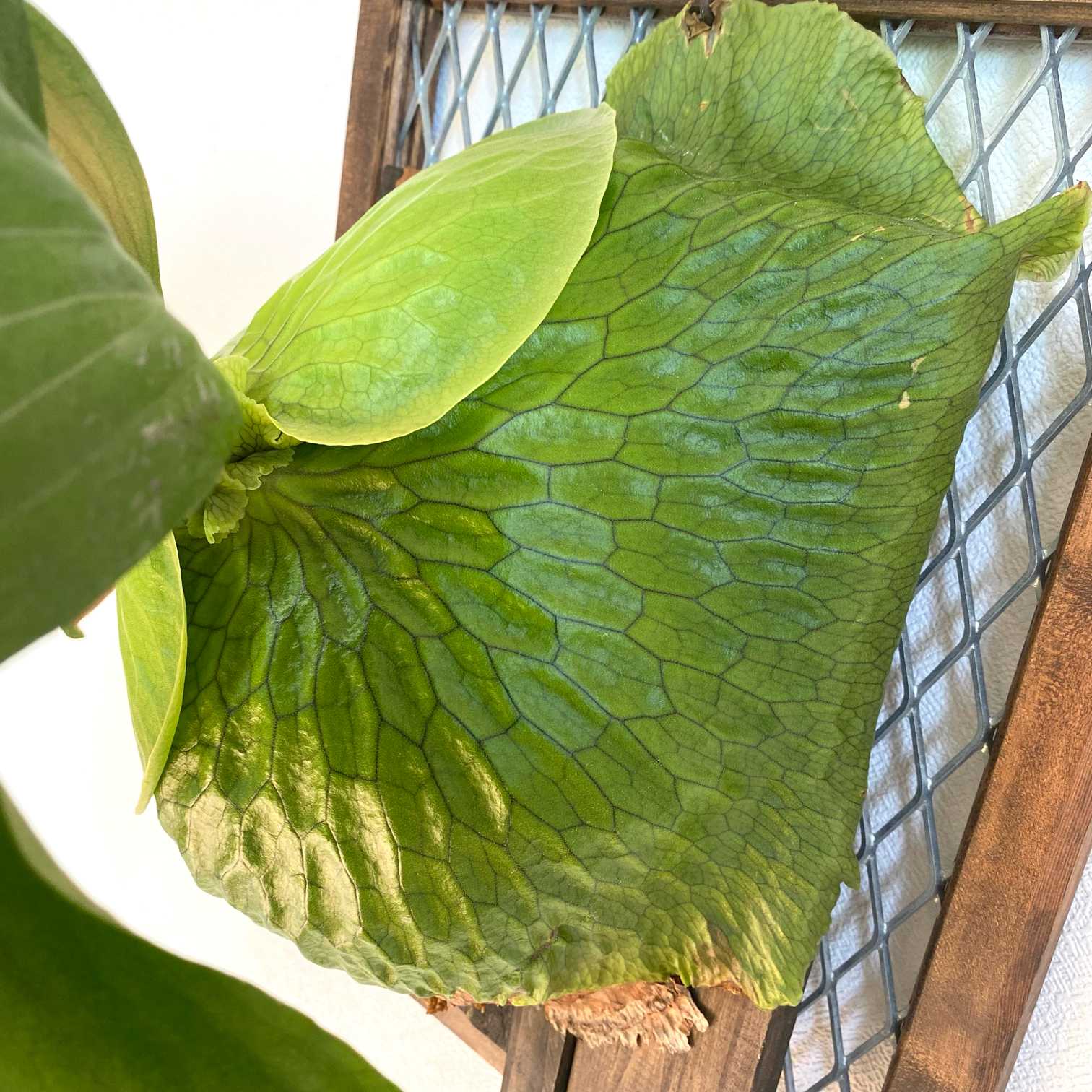 P. Horne's Surprise 成長記録 2025.2.12｜🍀GreenSnap（グリーン