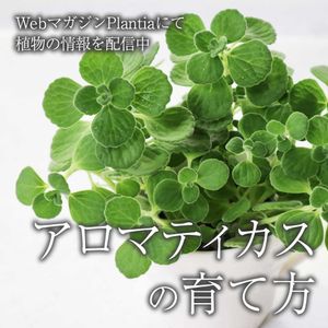 アロマティカス,観葉植物,ガーデニング,緑のある暮らし,植物のある暮らしの画像