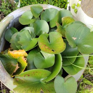 浮草,水耕栽培,珍しい植物,すいれんの画像