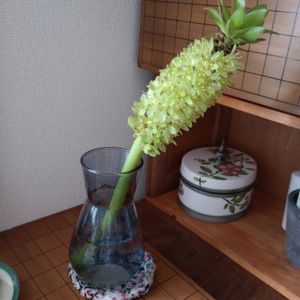 観葉植物,切り花,一輪挿し,花瓶,花束の画像