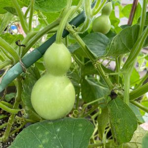 千成ひょうたん,プランター野菜,固定種,タネまき,アサヒ農園の画像