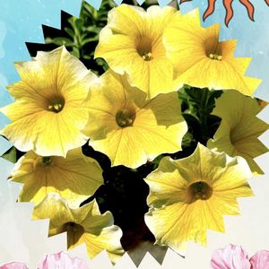 ペチュニア,ハンキング,にわ,黄色の花,元気もらえるの画像