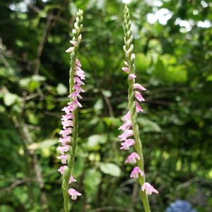 グランドカバー,山野草,ピンクの花,花のある暮らし,食べられる植物の画像