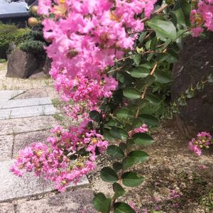 百日紅（サルスベリ),日本庭園,ガーデニング,実家の庭,福岡の画像