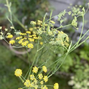 フェンネル,庭の花,花のある暮らし,my garden,ハーブガーデンの画像