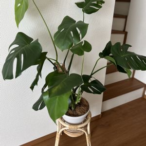 モンステラ,モンステラ,IKEA,観葉植物,成長記録の画像