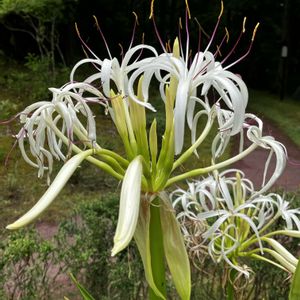 ハマユウ,山野草,多年草,ヒガンバナ科,植栽の画像