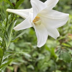 植木鉢,花いろいろ,バラと夢CLUB,おうち園芸,2019同期の画像