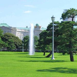 マツ,庭園,東京,青空,芝生の庭の画像