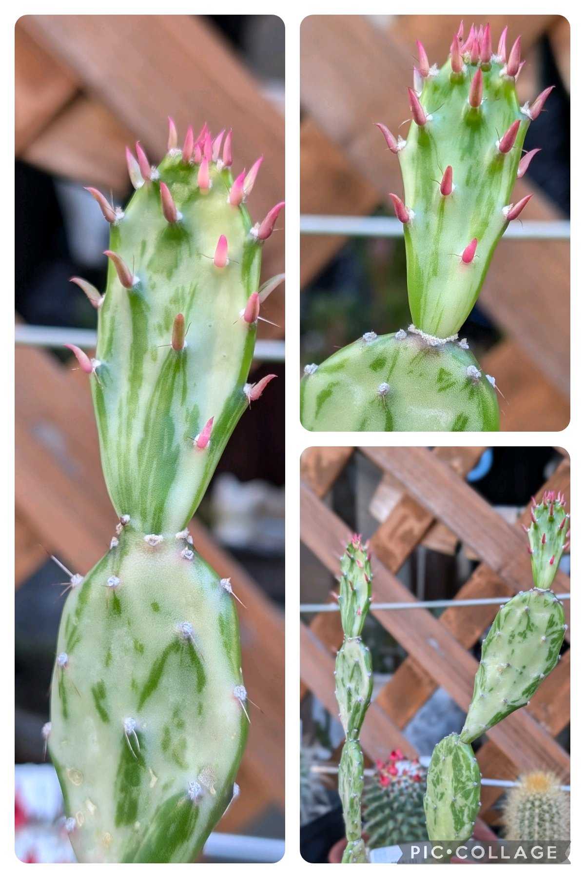 大型宝剣の一覧｜🍀GreenSnap（グリーンスナップ）