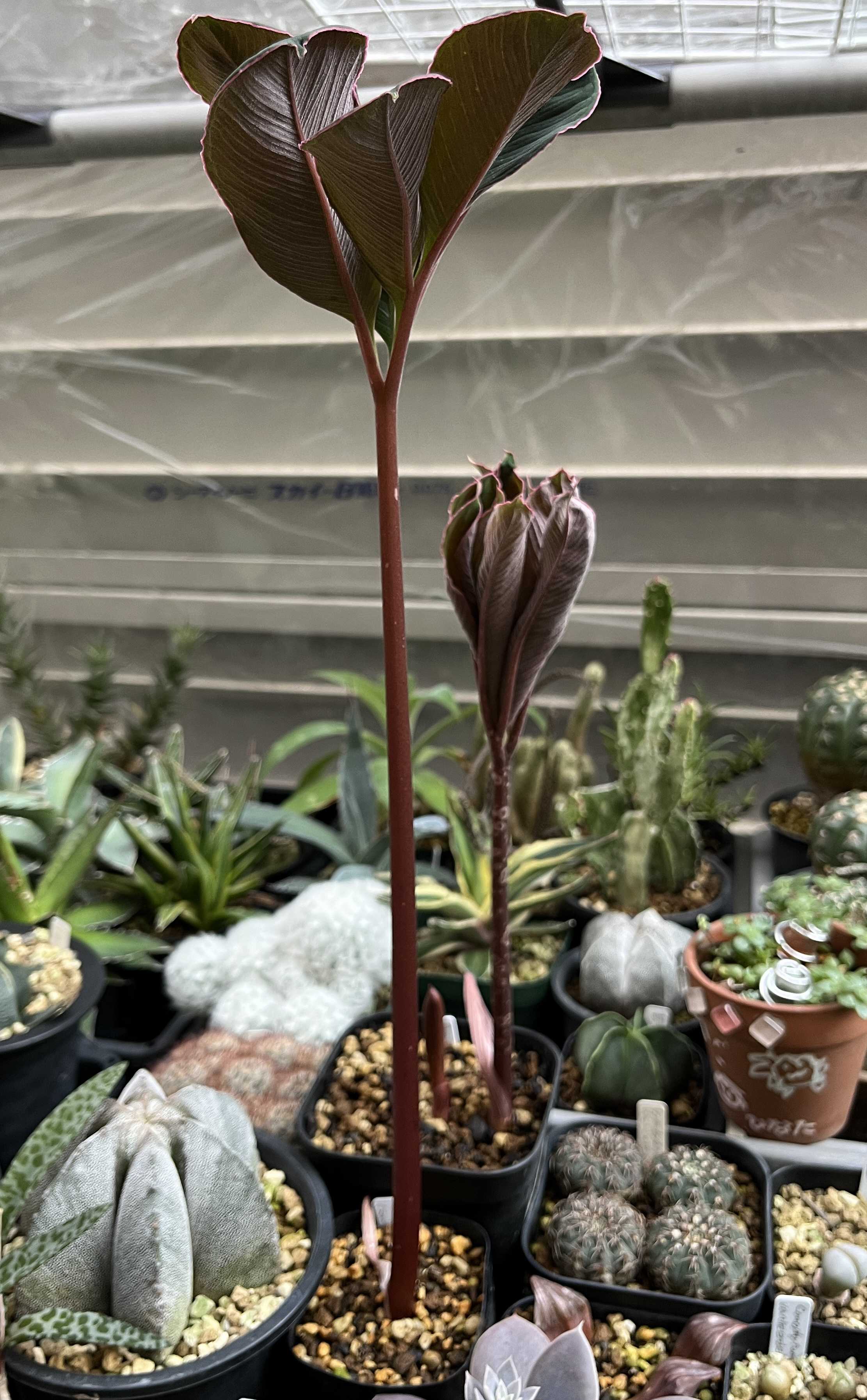 アモルフォファルス・パエオニイフォリウス -Amorphophallus