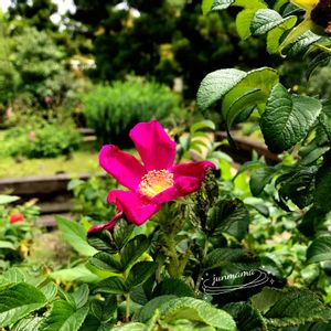 ハマナス,ハマナスの実.,日本庭園,過去pic,今日のお花の画像