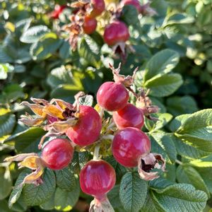 ハマナス,山野草,花のある暮らし,日当たり良好,今日のお花の画像