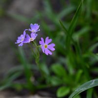 ユキワリソウ,山野草,高山植物類,北アルプス,八方尾根の画像