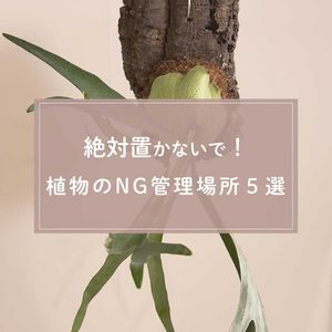 観葉植物,植物のある暮らし,肥料,観葉植物初心者,育て方の画像