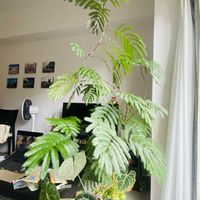 大型観葉植物の画像