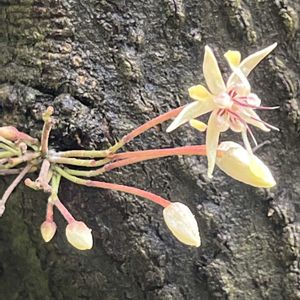 カカオ,植物園,温室の画像