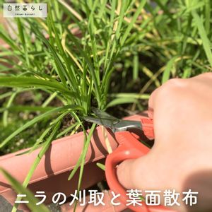 ニラ,植物のある暮らし,肥料,自然暮らしの肥料,家庭菜園の画像