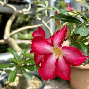 アデニウム,温室,花のある暮らし,今日のお花,都立神代植物公園の画像