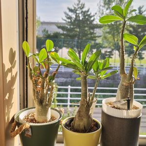 アデニウム,観葉植物,塊根植物,グリーン,男前の画像