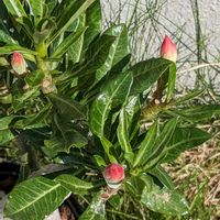 鉢植え,大好きな花,花のある生活,娘の家の庭,花好き倶楽部の画像
