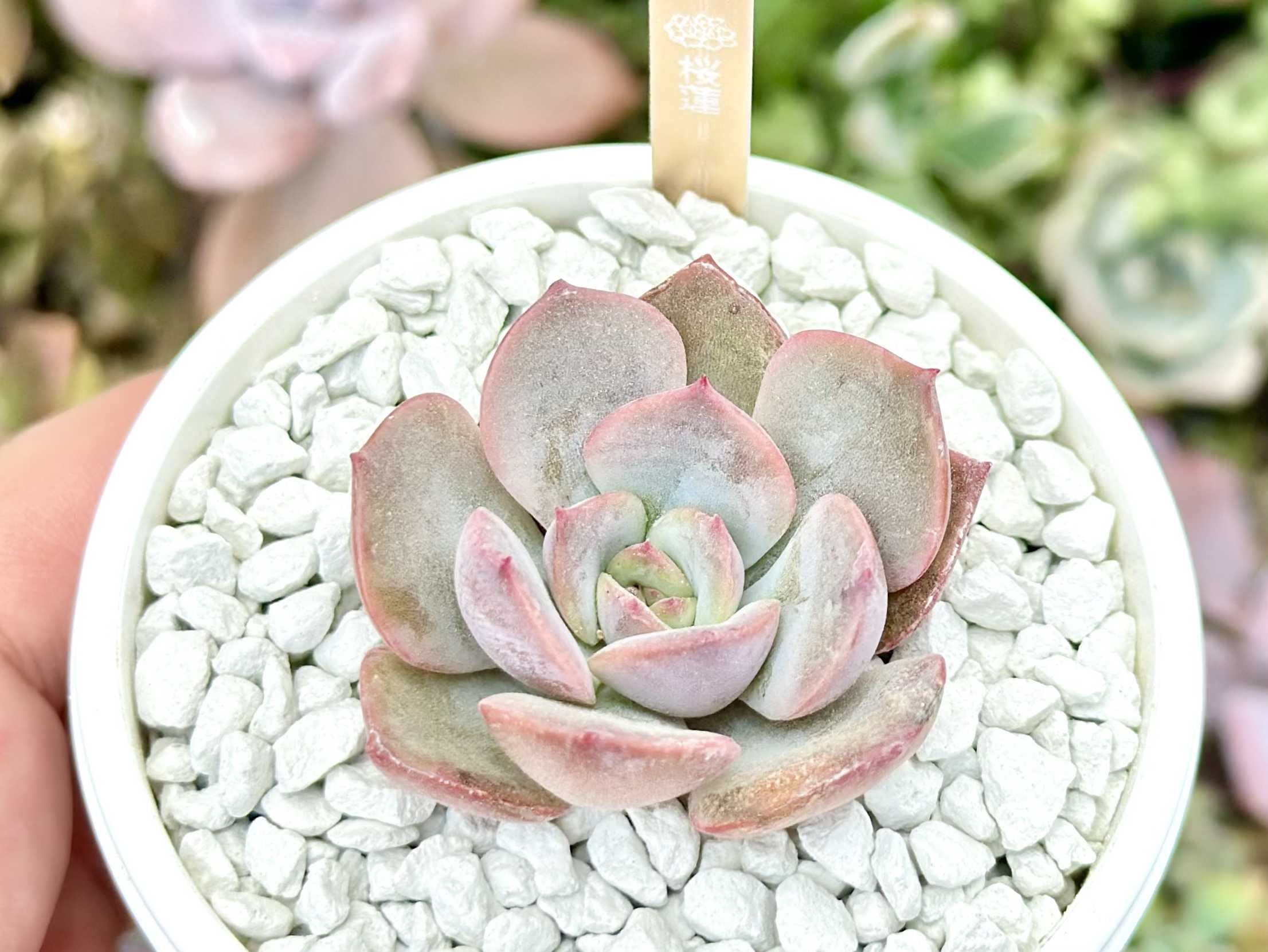 多肉アン 桜蓮の一覧｜🍀GreenSnap（グリーンスナップ）