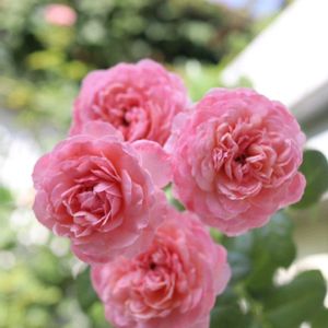 バラ,バラ 鉢植え,薔薇♪,薔薇♡,バラを楽しむの画像