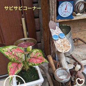 多肉植物,観葉植物,サビサビ,レトロ,多肉女子の画像