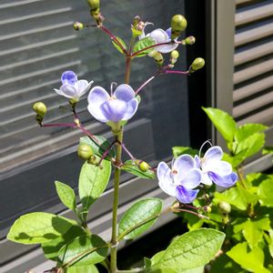 クロデンドルム　ブルーウィング,鉢植え,花のある暮らし,季節のお花,花芽発見!の画像